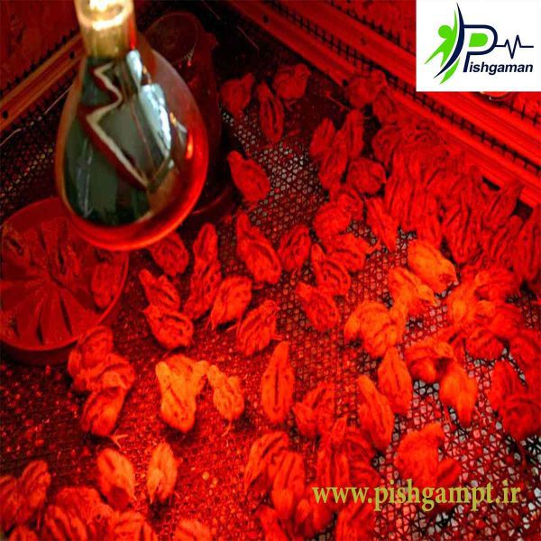 لامپ 250 وات IR (مادون قرمز) نور - Image 5